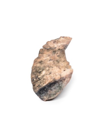 Polmone fibrosi cistica Erler Zimmer 3D anatomy Series MP2063