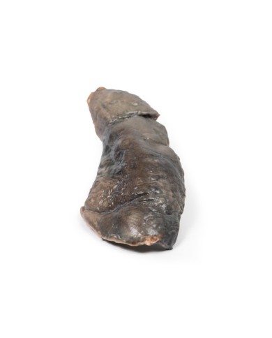 Polmone fibrosi cistica Erler Zimmer 3D anatomy Series MP2063