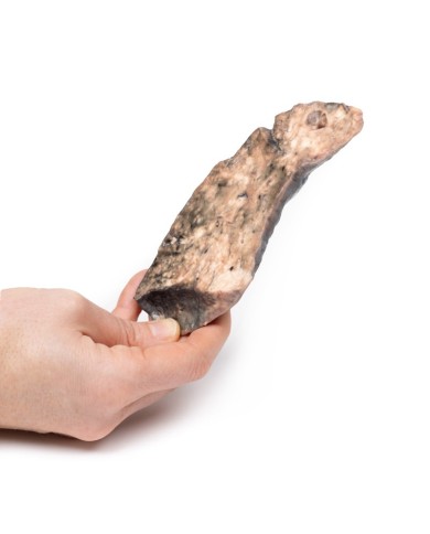 Polmone fibrosi cistica Erler Zimmer 3D anatomy Series MP2063