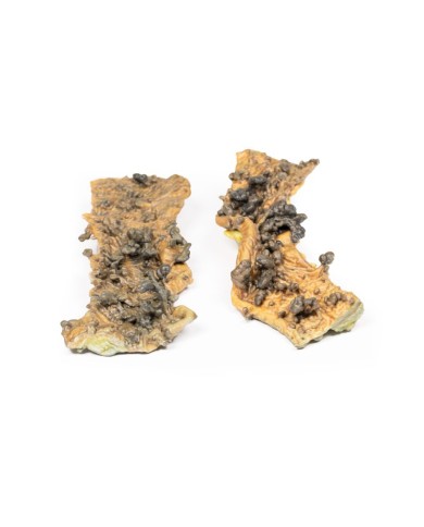 Poliposi multipla Erler Zimmer 3D anatomy Series MP2070