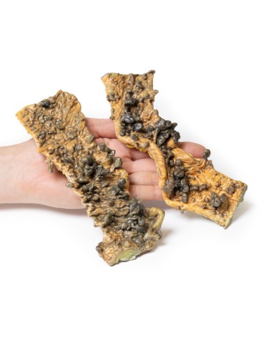 Poliposi multipla Erler Zimmer 3D anatomy Series MP2070