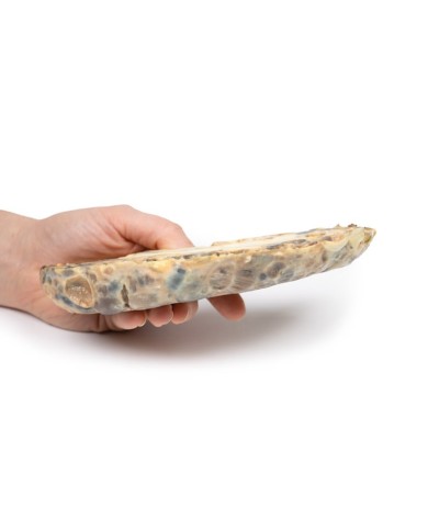 Rene a ferro di cavallo Erler Zimmer 3D anatomy Series MP2092