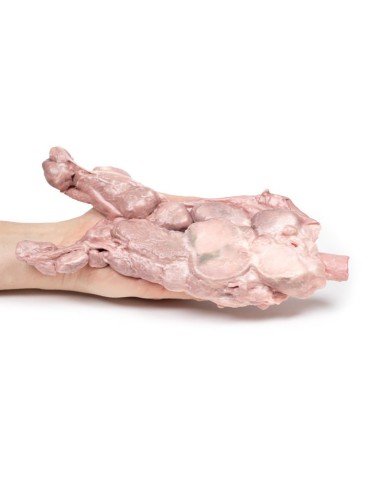 Linfonodi aortici e para aortici Erler Zimmer 3D anatomy Series MP2103