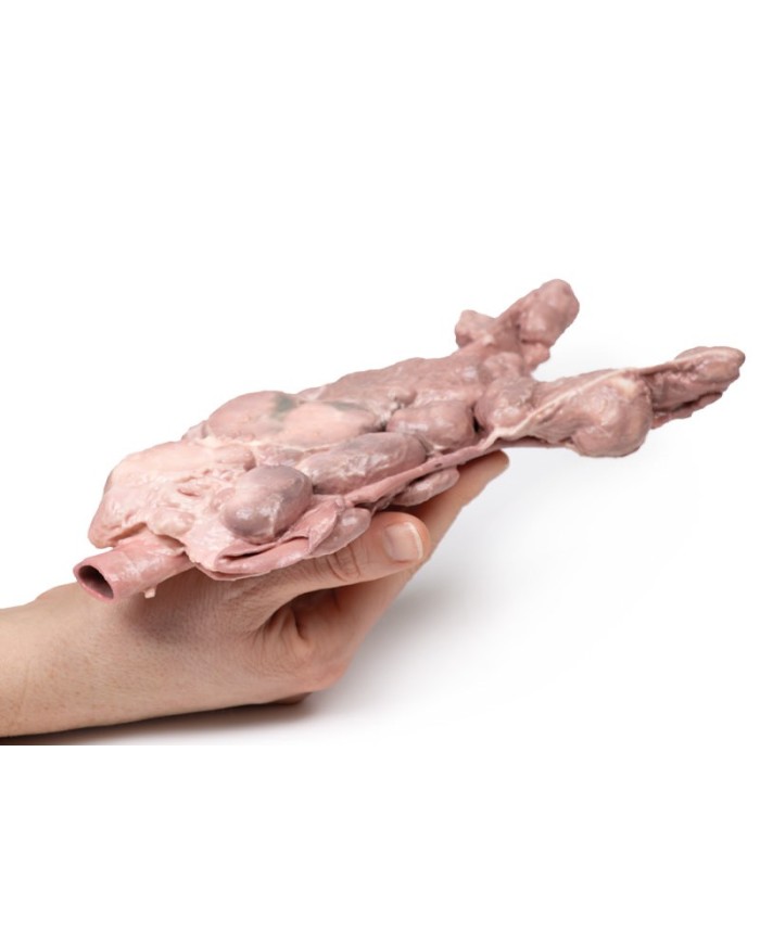 Linfonodi aortici e para aortici Erler Zimmer 3D anatomy Series MP2103