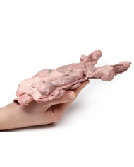 Linfonodi aortici e para aortici Erler Zimmer 3D anatomy Series MP2103