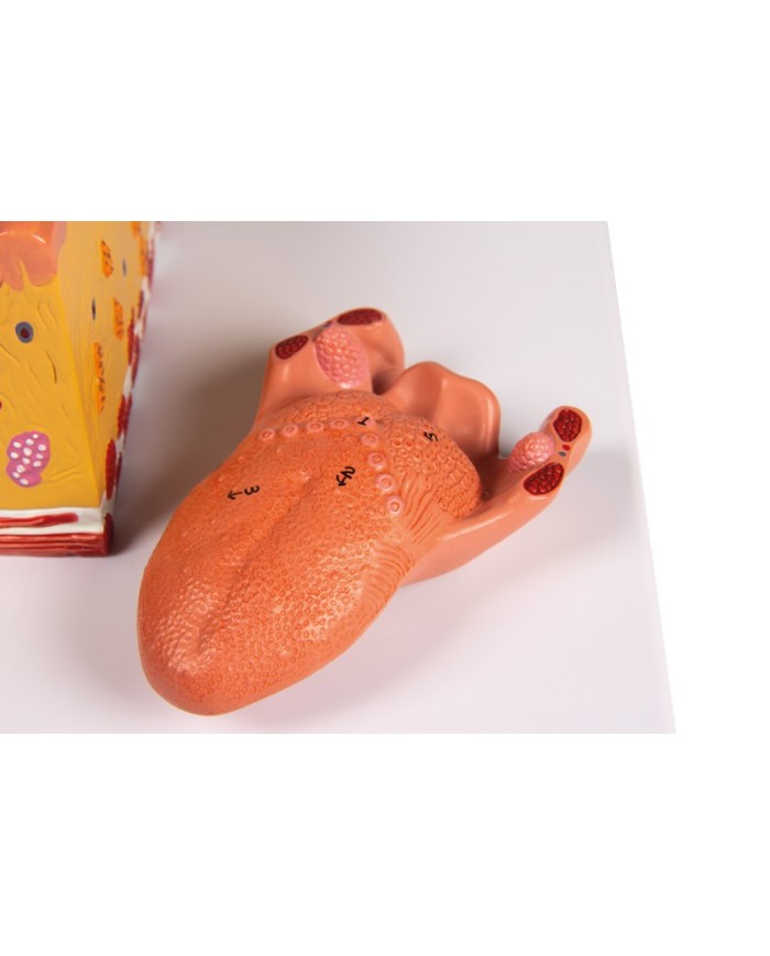 Lingua e tessuti della lingua modello anatomico Erler Zimmer C166