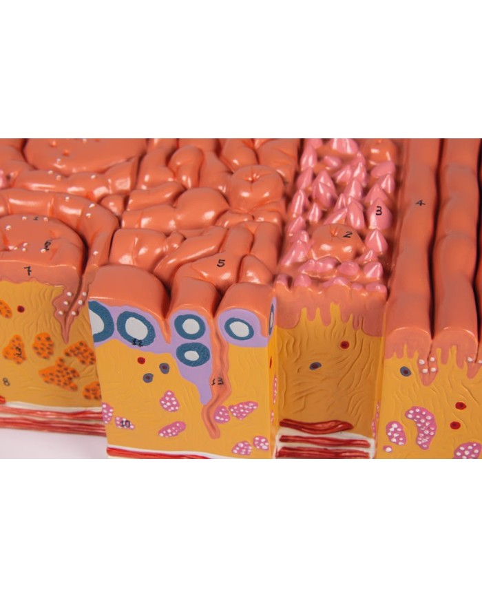 Lingua e tessuti della lingua modello anatomico Erler Zimmer C166