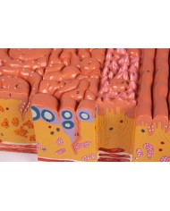 Lingua e tessuti della lingua modello anatomico Erler Zimmer C166