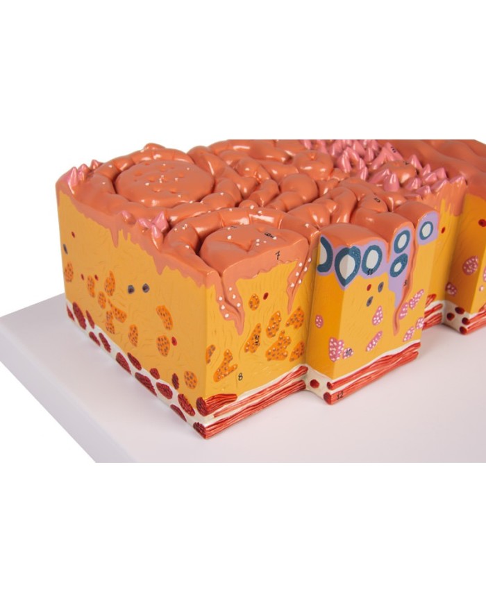 Lingua e tessuti della lingua modello anatomico Erler Zimmer C166