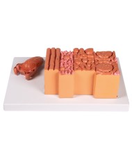 Lingua e tessuti della lingua modello anatomico Erler Zimmer C166