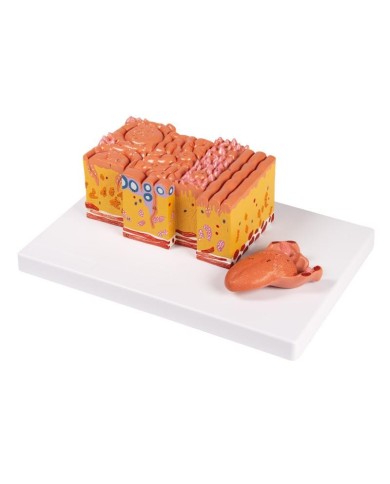 Lingua e tessuti della lingua modello anatomico Erler Zimmer C166