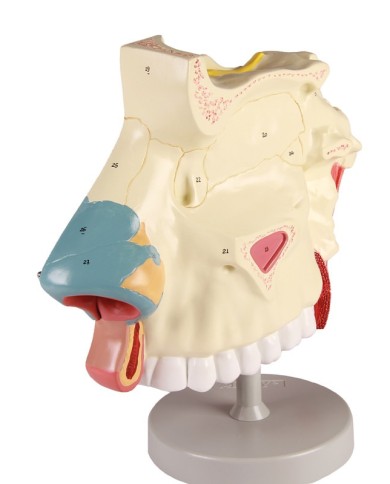Modello anatomico di cavit nasale in tre parti ingrandito di tre volte  Modello anatomico di cavit nasale in tre parti ingrandito di tre volte