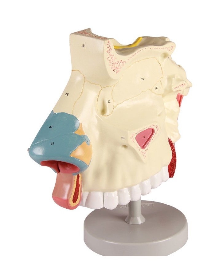 Modello anatomico di cavit nasale in tre parti ingrandito di tre volte 