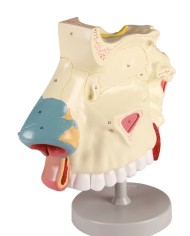 Modello anatomico di cavit nasale in tre parti ingrandito di tre volte 