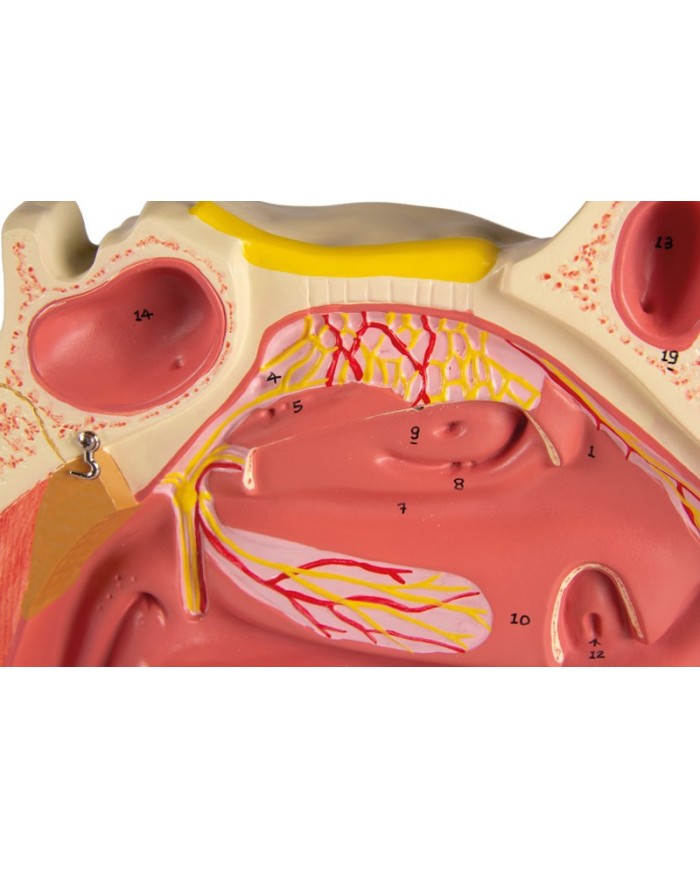 Modello anatomico di cavit nasale in tre parti ingrandito di tre volte 