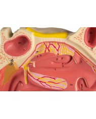 Modello anatomico di cavit nasale in tre parti ingrandito di tre volte 