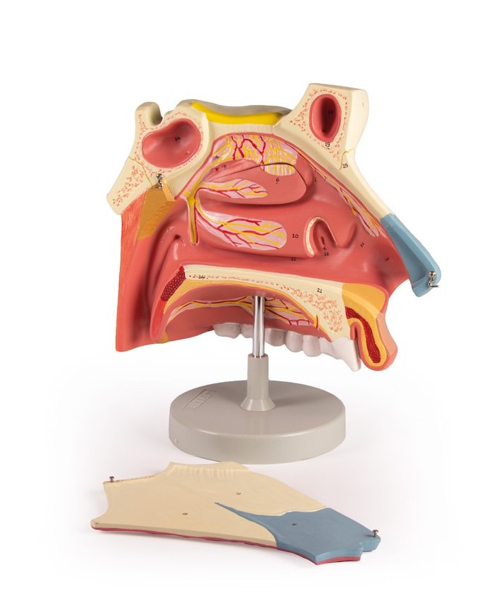 Modello anatomico di cavit nasale in tre parti ingrandito di tre volte 