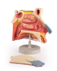 Modello anatomico di cavit nasale in tre parti ingrandito di tre volte 