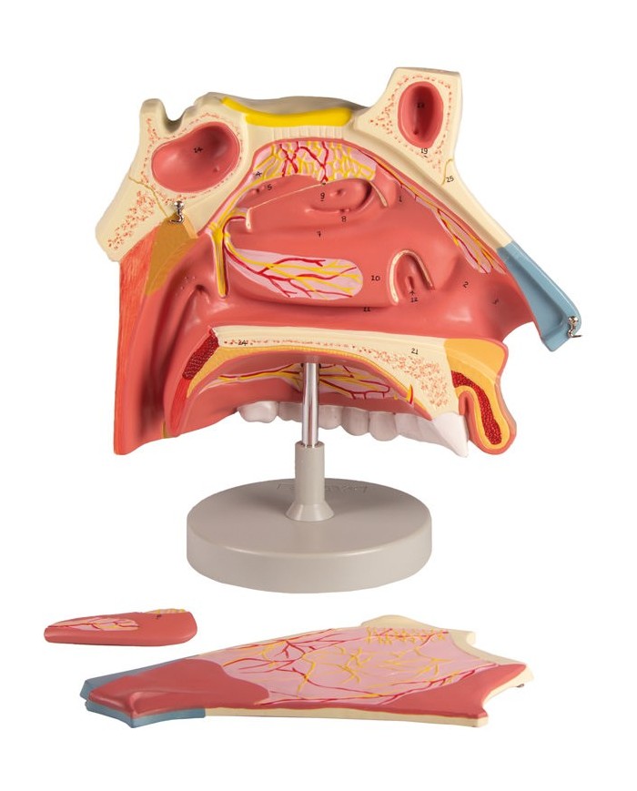 Modello anatomico di cavit nasale in tre parti ingrandito di tre volte 