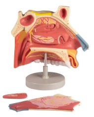 Modello anatomico di cavit nasale in tre parti ingrandito di tre volte 