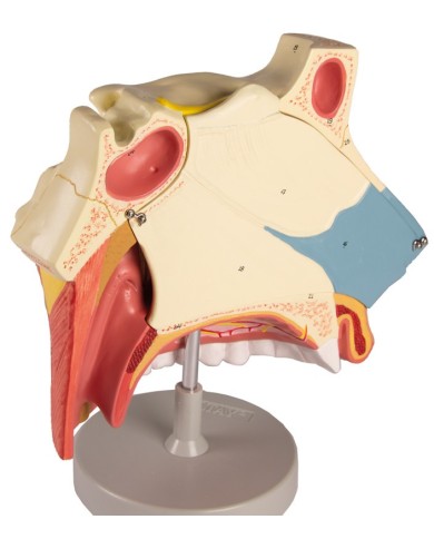 Modello anatomico di cavit nasale in tre parti ingrandito di tre volte 