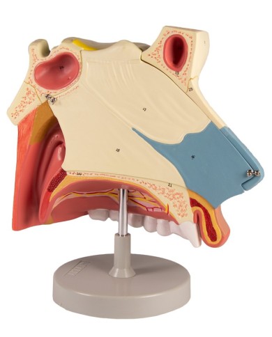 Modello anatomico di cavit nasale in tre parti ingrandito di tre volte 
