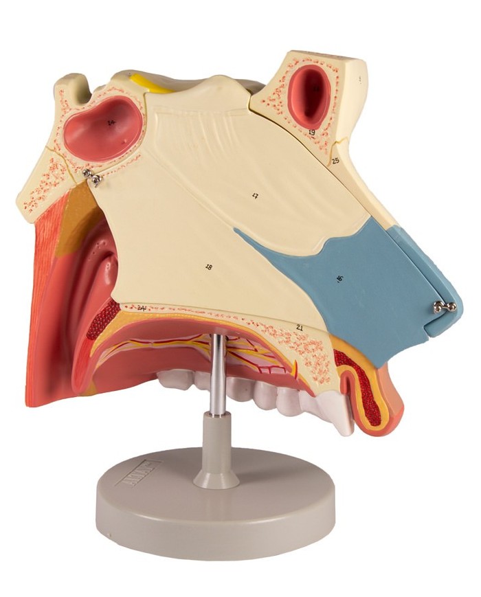 Modello anatomico di cavit nasale in tre parti ingrandito di tre volte 