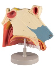 Modello anatomico di cavit nasale in tre parti ingrandito di tre volte 