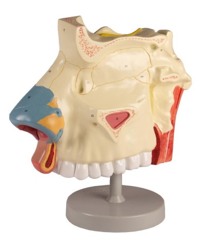 Modello anatomico di cavit nasale in tre parti ingrandito di tre volte 