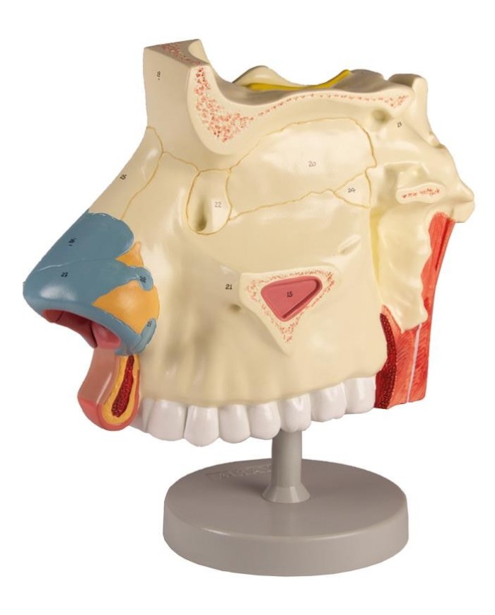 Modello anatomico di cavit nasale in tre parti ingrandito di tre volte 