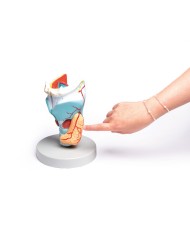 Erler Zimmer modello anatomico di laringe ingrandita 2 volte in 5 parti 