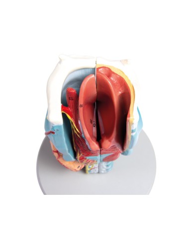 Erler Zimmer modello anatomico di laringe ingrandita 2 volte in 5 parti  Erler Zimmer modello anatomico di laringe ingrandita 2 volte in 5 parti