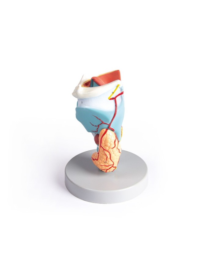 Erler Zimmer modello anatomico di laringe ingrandita 2 volte in 5 parti 