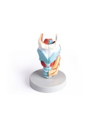 Erler Zimmer modello anatomico di laringe ingrandita 2 volte in 5 parti 