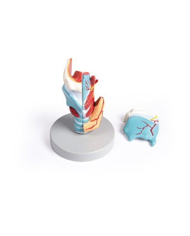 Erler Zimmer modello anatomico di laringe ingrandita 2 volte in 5 parti 