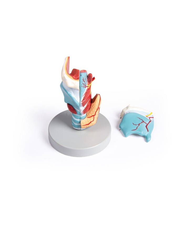 Erler Zimmer modello anatomico di laringe ingrandita 2 volte in 5 parti 