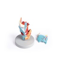 Erler Zimmer modello anatomico di laringe ingrandita 2 volte in 5 parti 