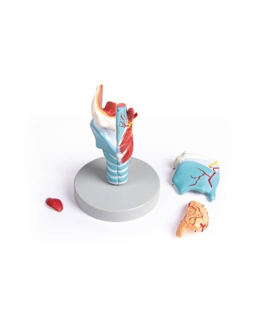 Erler Zimmer modello anatomico di laringe ingrandita 2 volte in 5 parti 