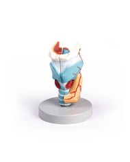 Erler Zimmer modello anatomico di laringe ingrandita 2 volte in 5 parti 
