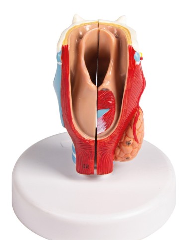 Erler Zimmer modello anatomico di laringe a dimensioni naturali G123 Erler Zimmer modello anatomico di laringe a dimensioni naturali G123