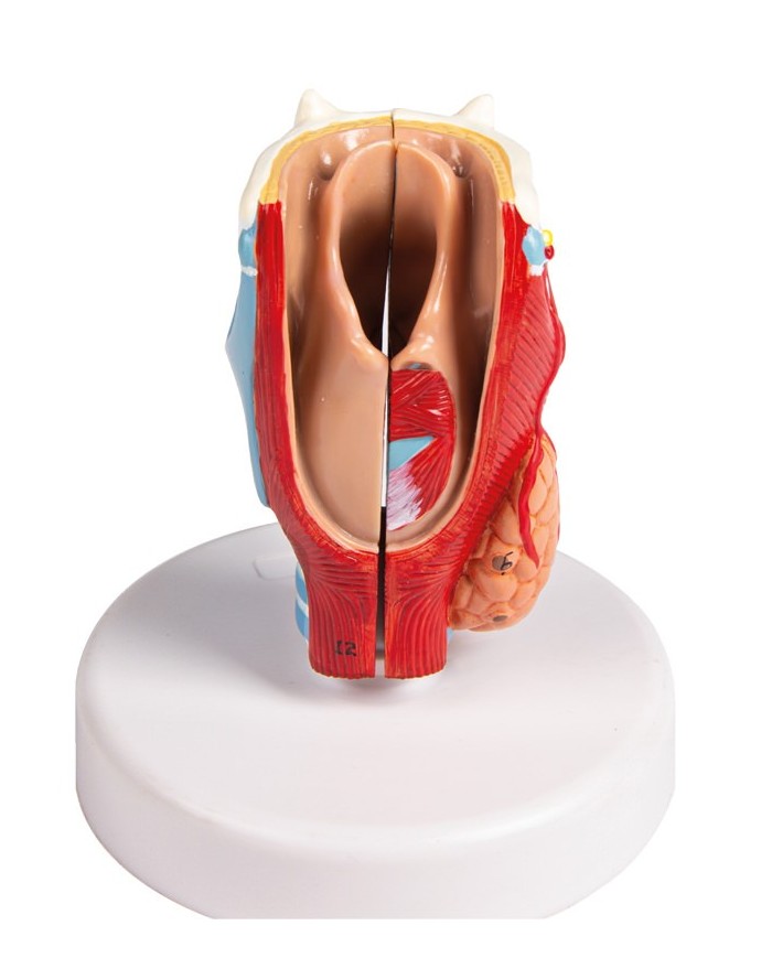 Erler Zimmer modello anatomico di laringe a dimensioni naturali G123