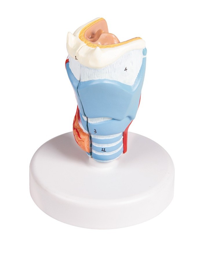 Erler Zimmer modello anatomico di laringe a dimensioni naturali G123