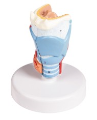 Erler Zimmer modello anatomico di laringe a dimensioni naturali G123