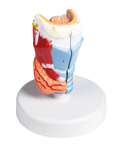 Erler Zimmer modello anatomico di laringe a dimensioni naturali G123