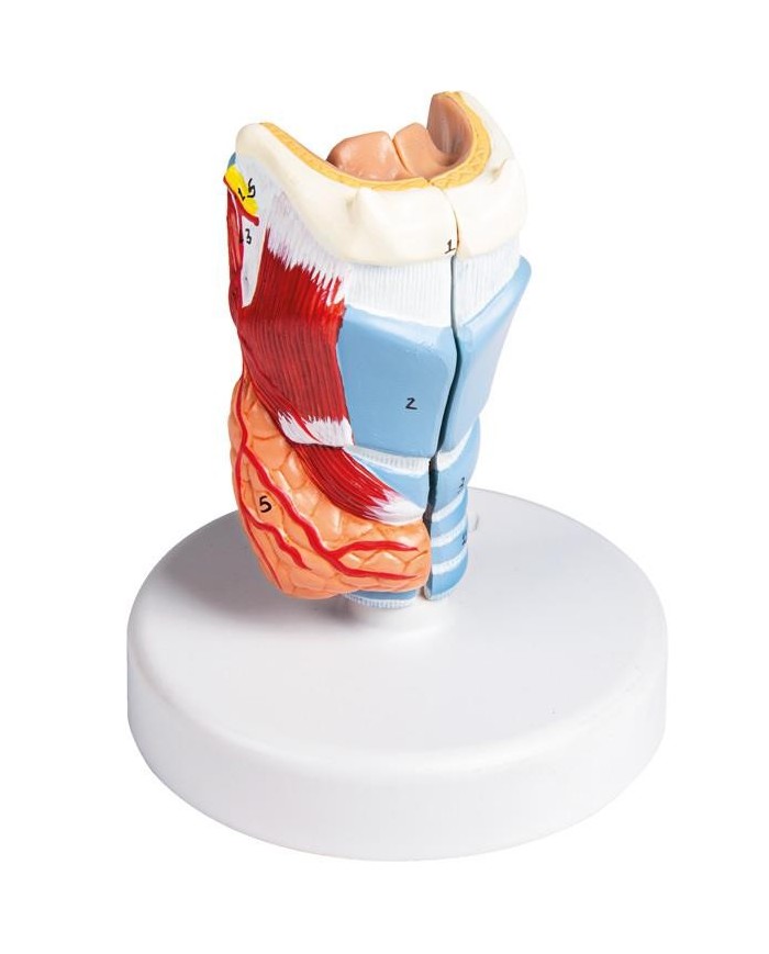 Erler Zimmer modello anatomico di laringe a dimensioni naturali G123