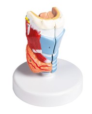 Erler Zimmer modello anatomico di laringe a dimensioni naturali G123
