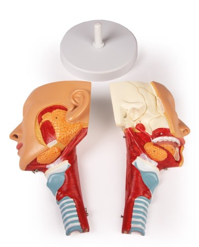Modello anatomico di testa con gola e laringe Erler Zimmer C133 Modello anatomico di testa con gola e laringe Erler Zimmer C133