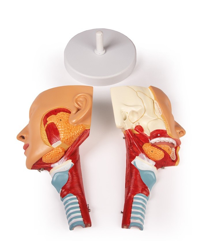 Modello anatomico di testa con gola e laringe Erler Zimmer C133