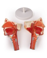 Modello anatomico di testa con gola e laringe Erler Zimmer C133