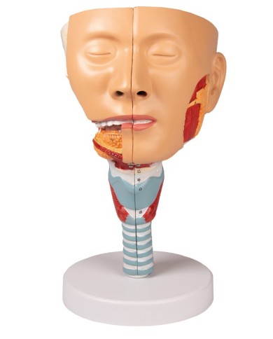 Modello anatomico di testa con gola e laringe Erler Zimmer C133